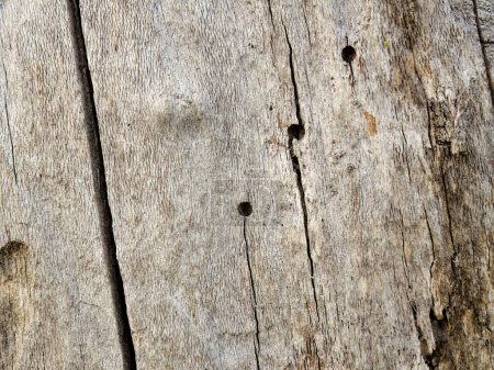 Macro photography of the marks of birds and parasites on a dead alder tree trunk, captured in a forest  in the eastern Andean mountains of central Colombia.