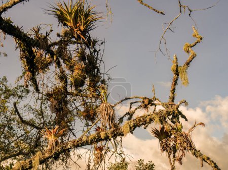 Some tillandsia plants hang from a tree covered in lichen at sunset, in a farm in the eastern Andean mountains of central Colombia.
