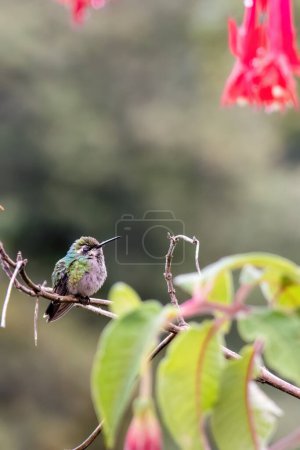 A short-tailed emerald hummingbird perched on a fuchsia boliviana twig, under the sun of the afternoon, in a farm in the eastern Andean mountains of central Colombia. 
