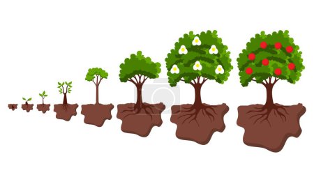 Illustration for Illustration of the plant growth cycle design from seed to red apple tree. Life cycle and plant fertility. - Royalty Free Image