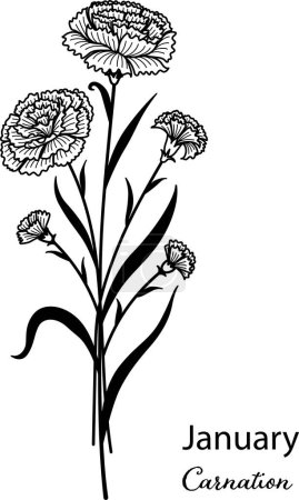 Illustration for Birth month flower of January is carnation flower for printing, engraving, coloring, laser cutting and so on. Vecter illustration. - Royalty Free Image
