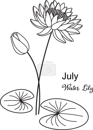 Illustration for Birth month flower of July Water Lily flower for printing engraving, laser cut, coloring and so on. Vecter illustration. - Royalty Free Image