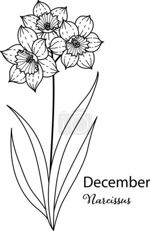 Illustration for Birth month flower of December is Narcissus flower for printing engraving, laser cut, coloring and so on. Vecter illustration. - Royalty Free Image