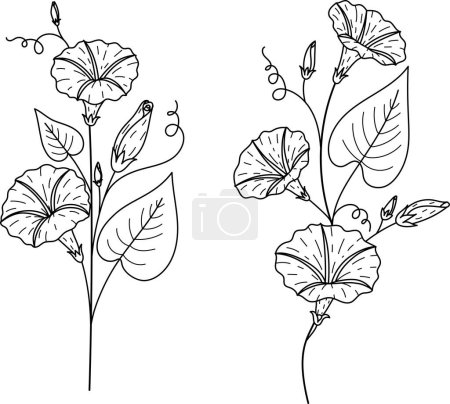 Illustration for Hand drawn morning glory flowers, September birth month flower for logo, tattoo, t sihrt designs and so on. Vector illustration - Royalty Free Image