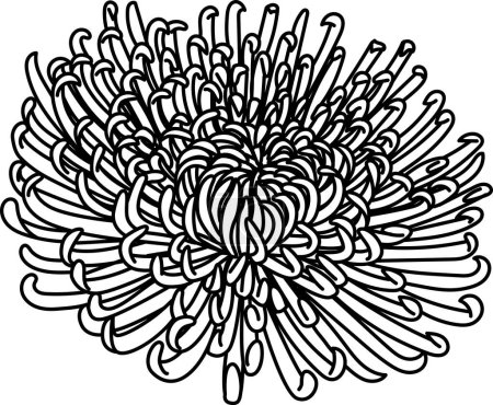 Illustration for Chrysanthemums Anastasia flower for printing engraving, laser cut, coloring and so on. Vecter illustration. - Royalty Free Image