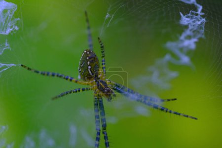 Téléchargez les photos : Photographie animalière. Macro photo de l'araignée Argiope aurantia faisant des toiles d'araignée. Situation géographique à Cikancung, à la périphérie de la région de Bandung - Indonésie - en image libre de droit