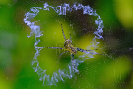 Foto de Fotografía animal. Macro foto de la araña Argiope aurantia haciendo telas de araña. Lugar de ubicación en Cikancung, en las afueras de la región de Bandung - Indonesia - Imagen libre de derechos