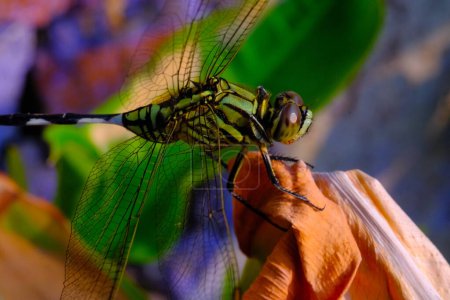 Macrofotografía. Primeros planos de animales. Macro foto de El darner verde (Anax junius). Una libélula verde está sentada sobre una hoja seca. Bandung, Indonesia