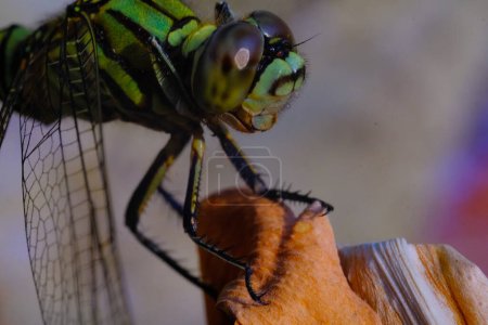 Macrophotography. Animal Closeup. Macro photo of The green darner (Anax junius). A green dragonfly is sitting on a dry leaf. Bandung, Indonesia