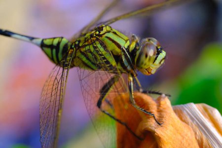 Macrofotografía. Primeros planos de animales. Macro foto de El darner verde (Anax junius). Una libélula verde está sentada sobre una hoja seca. Bandung, Indonesia