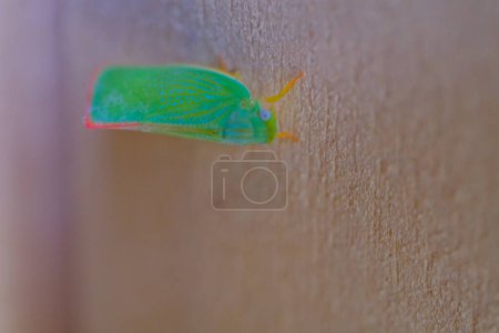 Animal Photography. Animal Closeup. Extreme close-up shot of Green-backed Planthopper or Sogatella furcifera Horvarth. Green planthoppers perched on the wooden door. Shot with a macro lens