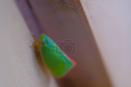 Animal Photography. Animal Closeup. Extreme close-up shot of Green-backed Planthopper or Sogatella furcifera Horvarth. Green planthoppers perched on the wooden door. Shot with a macro lens
