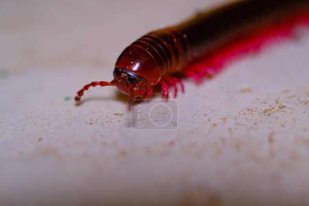 Photo for Animal Photography. Animal Closeup. Extreme close-up shot of a millipede crawling on the floor. Millipede with a brown body and pink legs. Shot with a macro lens - Royalty Free Image