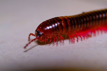Photo for Animal Photography. Animal Closeup. Extreme close-up shot of a millipede crawling on the floor. Millipede with a brown body and pink legs. Shot with a macro lens - Royalty Free Image