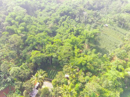 Vogelperspektive auf tropischen Wald am Rande der Stadt, Wald, der als Wassereinzugsgebiet in der Stadt Bandung, West-Java Indonesien, Asien fungiert. Naturlandschaft. Ansicht von oben. Luftaufnahme