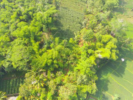 Bird eye view of tropical forest on the edge of the city, forest that functions as a water catchment in the city of Bandung, West Java Indonesia, Asia. Natural Landscape. Top view. Aerial Shot