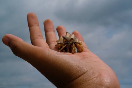 Pet hermit crab crawling on fingers isolated. Pet hermit crab with sky background. Graphic Resources. Animal Themes. Animal Closeup. 