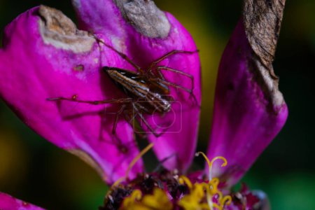 Photography of spider perched on pink flower. Textured Detail of animal in the wild. Graphic Resources. Macro Photography. Animal Close-up. Nature Photography Concept.