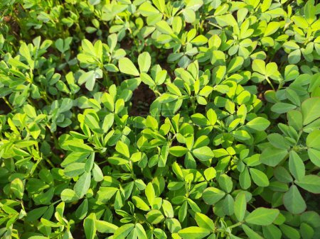 Fenugreek plant in field. Fresh Green Fenugreek Leaves. Green background. It is a most popular Greens and vegetable. Leafy vegetables. Its seeds and leaves are used in Indian food.