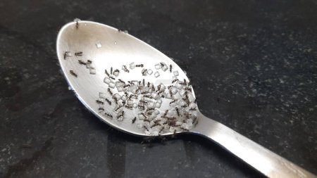 Foto de Macro shot de hormigas negras comiendo azúcar en cuchara. La hormiga negra de jardín (Lasius niger), también conocida como la hormiga negra común, es un formicineante, la especie tipo del subgénero Lasius.. - Imagen libre de derechos
