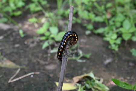 Téléchargez les photos : Millipede en saison des pluies. Big Black Millipedes. C'est un insecte en spirale. Il a beaucoup de jambes. Ils sont connus scientifiquement sous le nom de Diplopoda. Un insecte pluvieux. - en image libre de droit