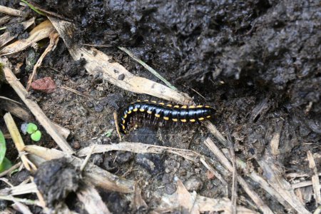 Téléchargez les photos : Millipede en saison des pluies. Big Black Millipedes. C'est un insecte en spirale. Il a beaucoup de jambes. Ils sont connus scientifiquement sous le nom de Diplopoda. Un insecte pluvieux. - en image libre de droit