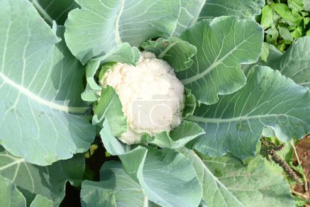 Cauliflower in organic garden. It is one of several vegetables in the species in the genus Brassica, which is in the Brassicaceae family. Its other names Brassica oleracea, Brussels sprouts and cole.
