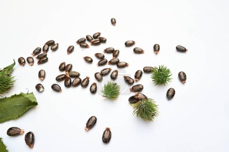 Castor seeds on white background. Ricinus communis, the castor bean or palma christi is a species ofperennialflowering plantin thespurgefamily. Many Ayurvedic medicines are made from its oil.