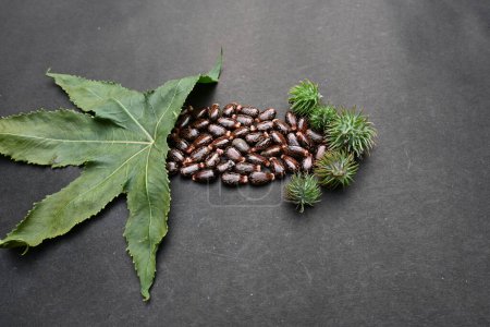 Rizinuskerne auf schwarzem Hintergrund. Ricinus communis, die Rizinusbohne oder Palma christi ist eine mehrjährige blühende Pflanze aus der Familie der Säuberungsgewächse. Viele Ayurveda-Medikamente werden aus seinem Öl hergestellt.