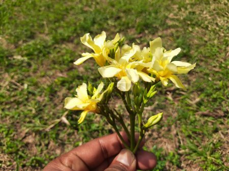 Nerium oleander flower. Ses autres noms oléanderandnerium. C'est un arbuste ou un petit arbre cultivé dans le monde entier dans les zones tempérées et subtropicales comme plante ornementale et paysagère. 