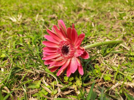 Gerbera-Blüte. Seine Pflanzen gehören zur Familie der Asteraceae. Gerbera ist auch als afrikanisches Gänseblümchen bekannt. Es ist eine beliebte dekorative Blume. Es kommt in vielen Farben vor.