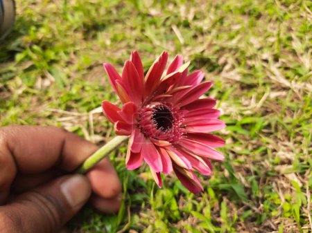 Gerbera flower. Its plants in theAsteraceae  family. Gerbera is also commonly known as theAfrican daisy. It is a popular decorative flower. It is found in many colors.