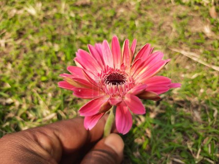 Gerbera flower. Its plants in theAsteraceae  family. Gerbera is also commonly known as theAfrican daisy. It is a popular decorative flower. It is found in many colors.