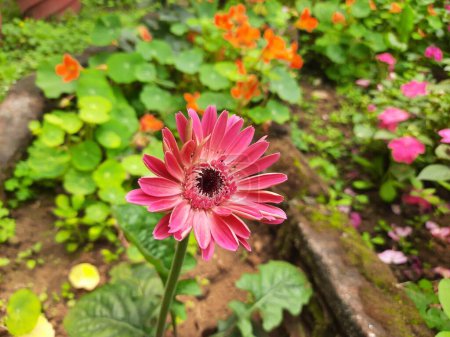 Gerbera-Blüte. Seine Pflanzen gehören zur Familie der Asteraceae. Gerbera ist auch als afrikanisches Gänseblümchen bekannt. Es ist eine beliebte dekorative Blume. Es kommt in vielen Farben vor.