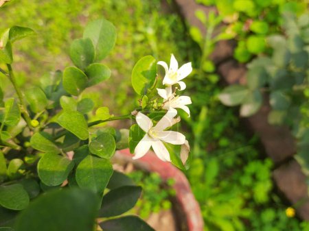 Murraya paniculata flower. Its other names orange jasmine,orange jessamine and china box flower. Itsis a species of shrub or small tree in the familyRutaceae. Kamini  flower.