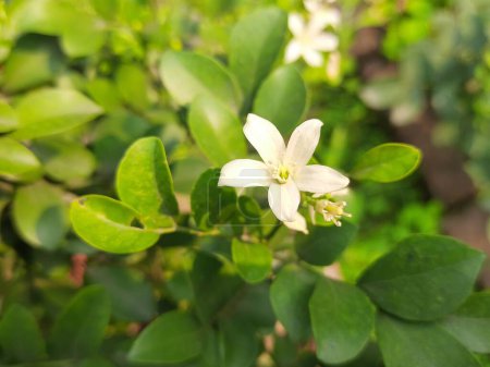 Murraya paniculata flower. Its other names orange jasmine,orange jessamine and china box flower. Itsis a species of shrub or small tree in the familyRutaceae. Kamini  flower.