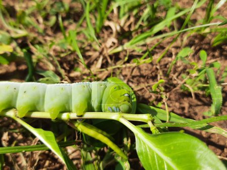 Orugas Verdes. orugas gusano en el árbol palo en la naturaleza y el medio ambiente. Su comida favorita son las hojas verdes. Insectos comedores de plantas. 