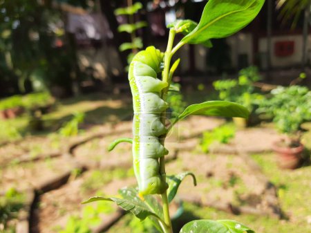 Green Caterpillars. worm caterpillars on the stick tree in nature and environment. Its favorite food is green leaves. Plant eater Insects. 