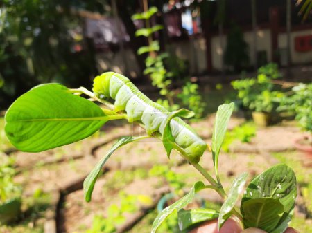 Green Caterpillars. worm caterpillars on the stick tree in nature and environment. Its favorite food is green leaves. Plant eater Insects. 