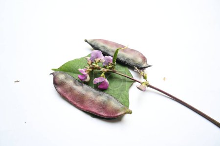 Lablab purpureus Gemüse. Es handelt sich um eine Art aus der Familie der Fabaceae. Seine anderen Namen Laborbohne, Bonavistische Erbse, Dolichos-Bohne, Seim, Laboratorium, Ägyptische Nierenbohne, Indische Bohne.