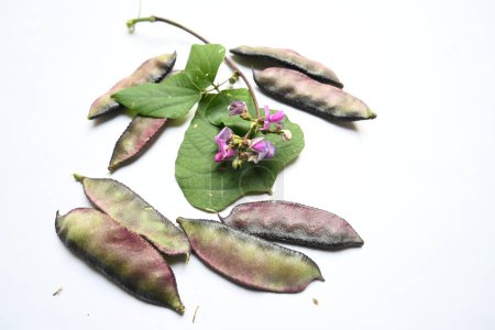 Lablab purpureus vegetable. Itis a species ofbeanin the familyFabaceae. Its other names lablab bean,bonavist bean pea,dolichos bean,seim,lablab,Egyptian kidney bean,Indian bean.