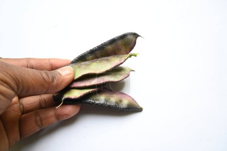 Lablab purpureus Gemüse. Es handelt sich um eine Art aus der Familie der Fabaceae. Seine anderen Namen Laborbohne, Bonavistische Erbse, Dolichos-Bohne, Seim, Laboratorium, Ägyptische Nierenbohne, Indische Bohne.