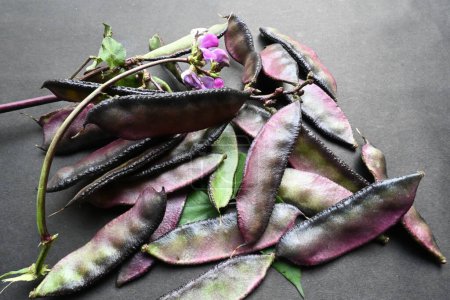 Lablab purpureus Gemüse auf schwarzem Hintergrund. Seine anderen Namen Laborbohne, Bonavistische Erbse, Dolichos-Bohne, Seim, Laboratorium, Ägyptische Nierenbohne, Indische Bohne. 