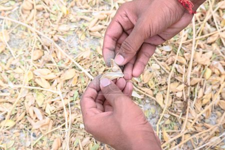 Bauer öffnet Kichererbsenschote auf dem Feld. Der Landwirt verarbeitet und säubert seine Ernte. Traditionelle Landwirtschaft in Indien.