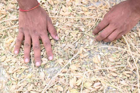 Bauer öffnet Kichererbsenschote auf dem Feld. Der Landwirt verarbeitet und säubert seine Ernte. Traditionelle Landwirtschaft in Indien.