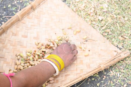 Farmer opens chickpea pod  in the field. The farmer is processing and cleaning his gram crop. Traditional Agriculture work in India.