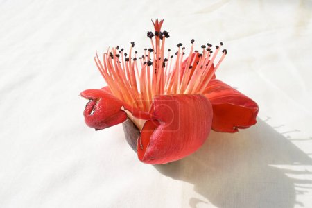 Flor de árbol de algodón rojo. Bombax ceiba, como otros árboles del géneroBombax, es comúnmente conocido como árbol de algodón. Otros nombres son flor de algodón de seda roja, árbol de algodón rojo, flor de algodón de seda y kapok.
