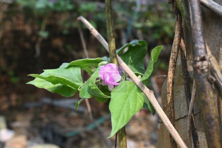 Lablab purpureus flowers. Es una especie de frijol de la familia Fabaceae. Sus otros nombres incluyen elablab, bonavist bean pea, dolichos bean, seim, lablab, Egyptian kidney, Indian bean.