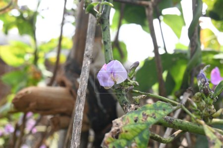 Lablab purpureus flowers. Es una especie de frijol de la familia Fabaceae. Sus otros nombres incluyen elablab, bonavist bean pea, dolichos bean, seim, lablab, Egyptian kidney, Indian bean.