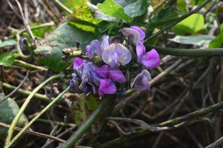 Lablab purpureus blüht. Es handelt sich um eine Art aus der Familie der Fabaceae. Seine anderen Namen umfassen delablab, bonavistische Erbse, Dolichos-Bohne, Seim, Laboratory, ägyptische Niere, indische Bohne.